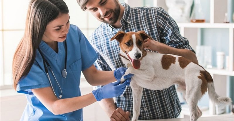 12 Jobs Which Are Good For Animal Lovers